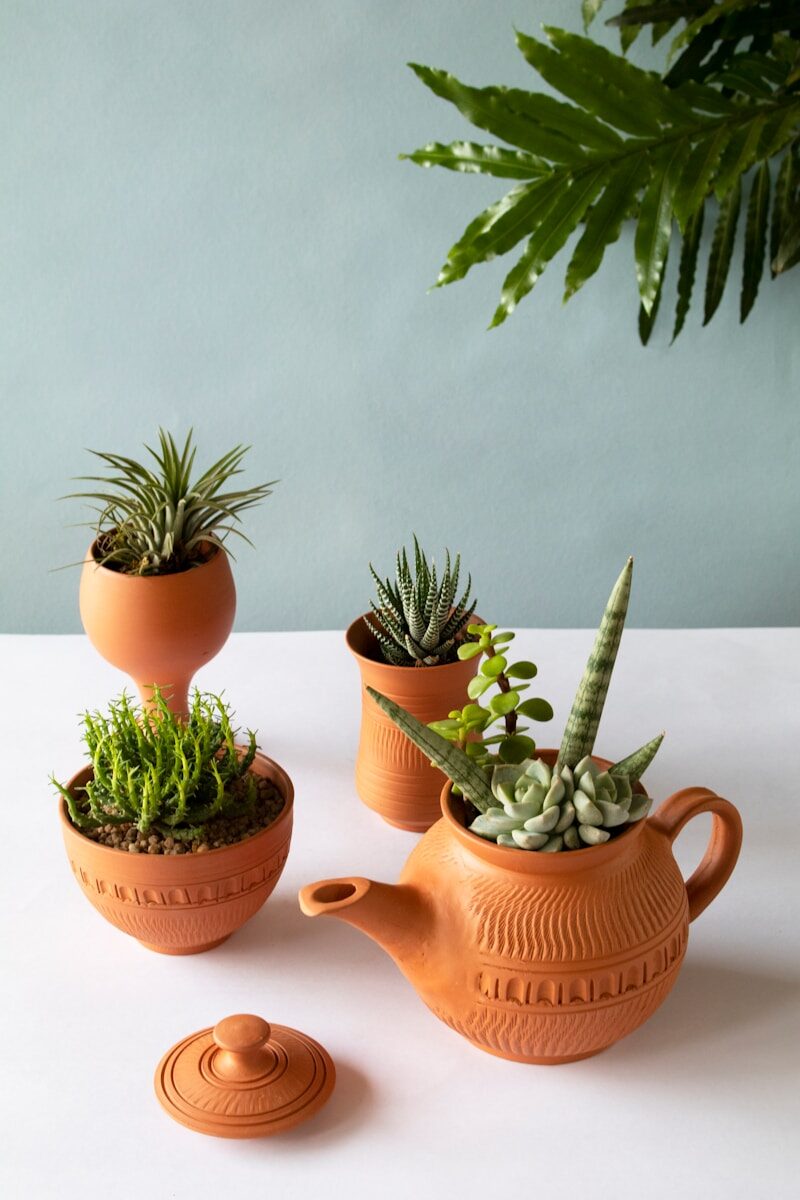 green cactus plant on brown clay pot
